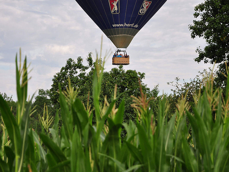 Ballon schwebt in Bodennähe über ein Maisfeld