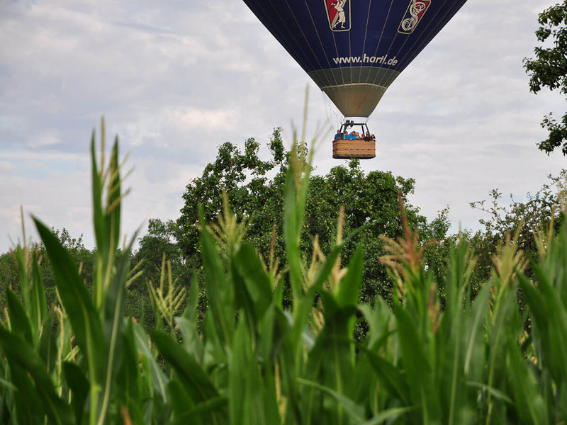 Heißluftballon startet – Ansicht aus einem nahegelegenen Maisfeld