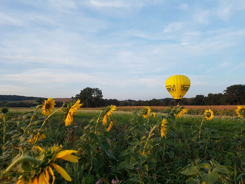 Gelber Ballon hinter einem Bunten Feld mit Sonnenblumen